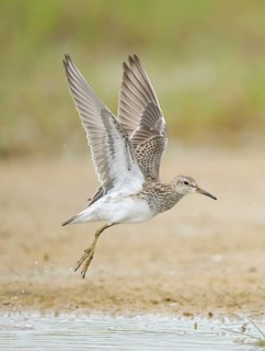 Pectoral Sandpiper (Calidris melanotos) taking flight, Texas, USA