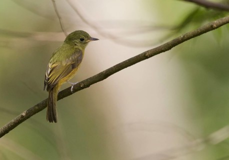 Ochre-bellied Flycatcher (Mionectes oleagineus), Asa Wright, Trinidad