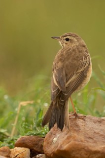 Plain-backed Pipit (Anthus leucophrys), Masai Mara, Kenya