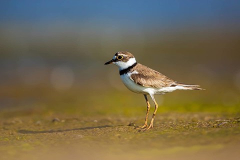 Little Ringed Plover (Charadrius dubius) female foraging, North Rhine-Westphalia, Germany
