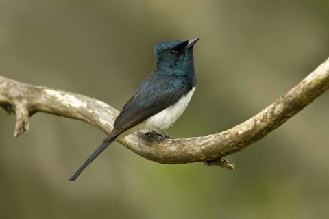 Satin Flycatcher (Myiagra cyanoleuca) male, Tasmania, Australia