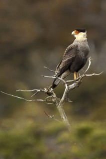 Southern Crested Caracara (Caracara plancus), Santiago Metropolitan, Chile