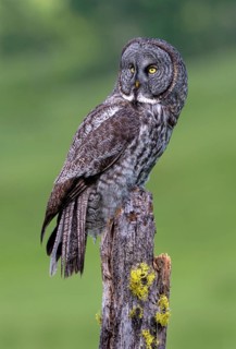 Great Grey Owl (Strix nebulosa)