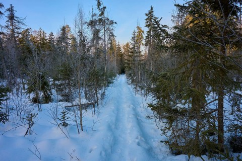 Snowy forest trail between tall trees in winter light, Filzwald, St. Oswald-Riedlhütte, Bavarian