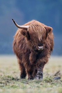 Highland cattle (Bos taurus), adult animal with one horn standing in a meadow, Switzerland