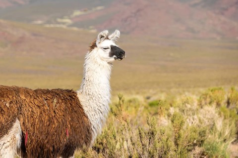 A majestic Llama del Altiplano (Lama glama) calmly stands amidst the vibrant wilderness of the