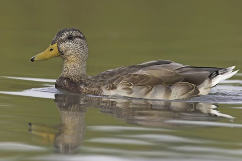 Mallard (Anas platyrhynchos) female, British Columbia, Canada