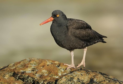 Black Oystercatcher (Haematopus bachmani), British Columbia, Canada