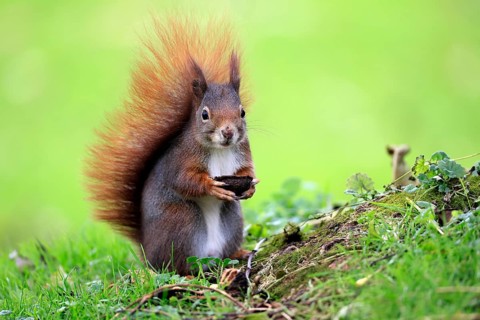 Squirrel (Sciurus vulgaris), adult, in a meadow, eating, with food, walnut, Mannheim, Germany