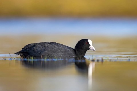 Eurasian Coot (Fulica atra), North Rhine-Westphalia, Germany