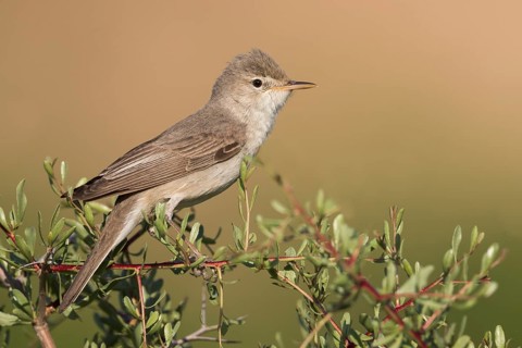 Uppchers Warbler - Dornspötter - Hippolais languida, Kyrgyzstan