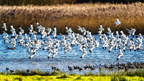 Pied Avocet, Recurvirostra avosetta, birds in flight over winter marshes