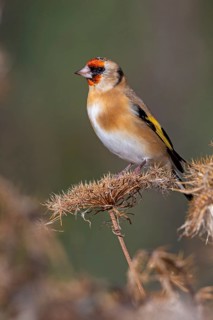 Goldfinch, goldfinch, (Carduelis carduelis), biotope, habitat, foraging, perch, Worms,