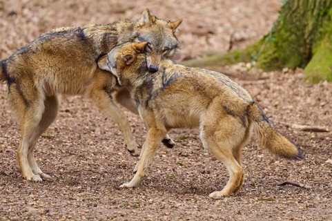 Two wolves standing close to each other, one gently leaning its head against the other in a forest,