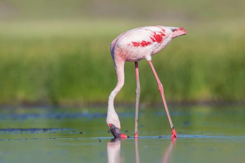 Lesser Flamingo (Phoeniconaias minor), Lake Natron, Tanzania