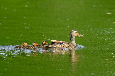 A mother duck accompanies her chicks through the green water of a pond, Mallard (Anas