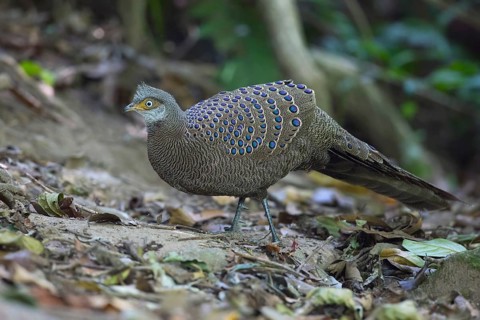 Grey Peacock-Pheasant (Polyplectron bicalcaratum) male, Thailand