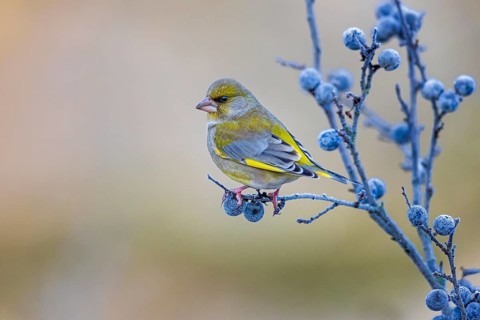 European Greenfinch (Chloris chloris) perched on a branch, Saxony-Anhalt, Germany