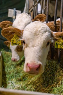 Two calves in the barn eating hay behind a metal grid, Haselstaller Hof, Gechingen, district of