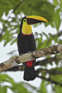 Yellow-throated Toucan (Ramphastos ambiguus swainsonii), Costa Rica