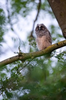 Long-eared owl (Asio otus), young bird, nest fledgling, Bottrop, Ruhr area, North Rhine-Westphalia,