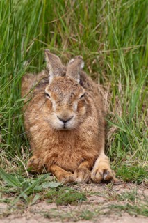 European brown hare (Lepus europaeus) adult animal sleeping in grassland, England, United Kingdom