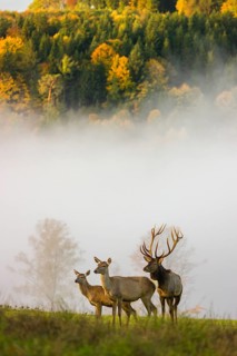 An Altai maral stag with a hind and a calf, Altai wapiti or Altai elk (Cervus canadensis sibiricus)