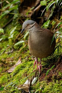 White-throated Quail-Dove (Geotrygon frenata) feeding on th eforest floor in the South of Ecuador