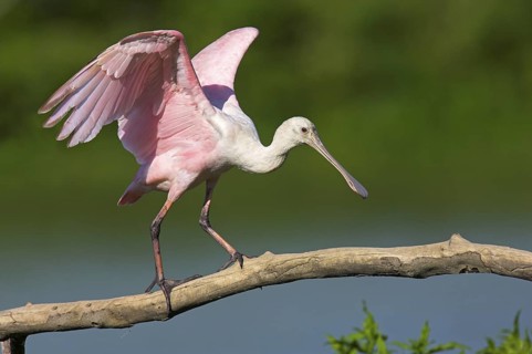 Roseate Spoonbill (Platalea ajaja), Texas, USA