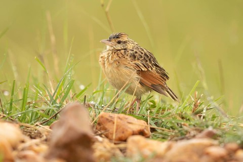 Rufous-naped Lark (Mirafra africana), Masai Mara, Kenya