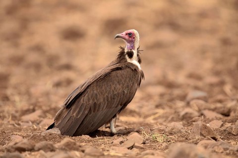 Hooded Vulture (Necrosyrtes monachus) perched on the ground, Oromia, Ethiopia