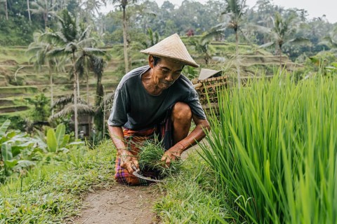 An Indonesian man works attentively in a verdant rice field in Bali, surrounded by lush greenery