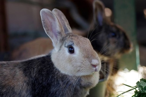 Rabbit (cuniculus), Portrait, Enclosure, Easter bunny, A close-up of two cute rabbits