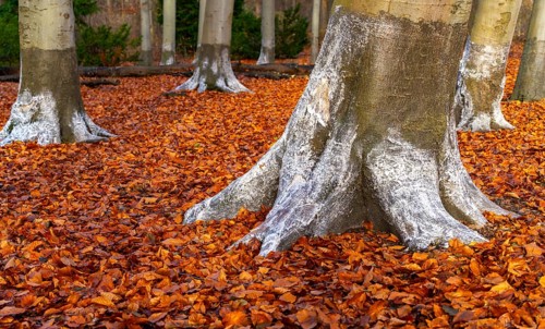 Protection against beaver damage, with whitish paint containing quartz sand, painted trees in the