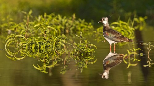 Northern Lapwing (Vanellus vanellus), Bavaria, Germany