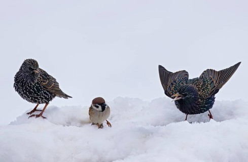 Starling (Sturnus vulgaris) with tree sparrow (Passer montanus), close-up, two starlings making an
