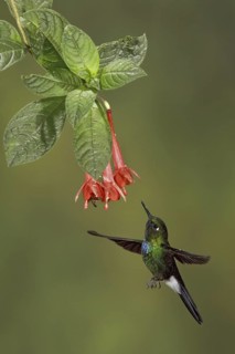 Tourmaline Sunangel (Heliangelus exortis), Ecuador