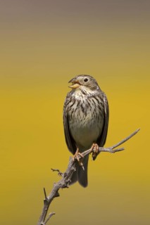 Corn Bunting (Emberiza calandra) singing, Castile-La Mancha, Spain