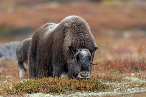 A musk ox cow (Ovibos moschatus) grazing the shoots of dwarf birch trees, autumn, autumn landscape,