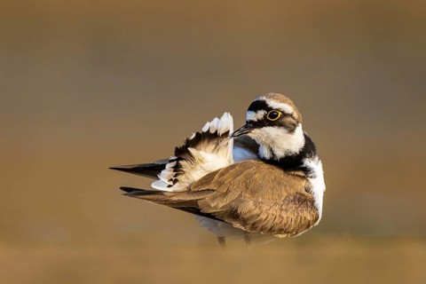 Little Ringed Plover (Charadrius dubius) preening, North Rhine-Westphalia, Germany
