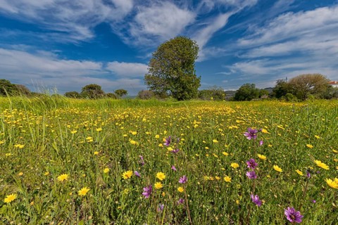 Landscape in Greece, flower meadow, tree, spring, island Lesbos Lesbos, Greece