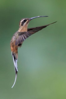 Planalto Hermit (Phaethornis pretrei) flying and feeding at a flower in the Atlantic rainforest of