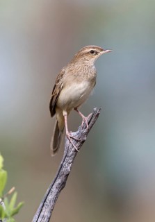 Rufous Songlark (Megalurus mathewsi), Queensland, Australia
