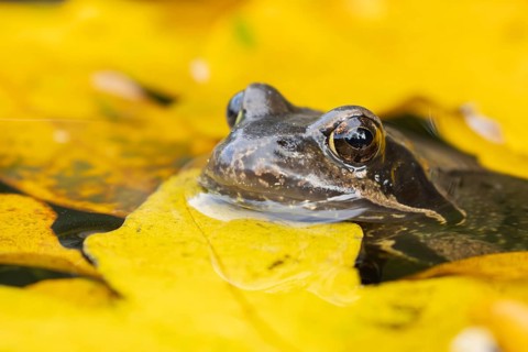 Common frog (Rana temporaria) adult amphibian in a garden pond with fallen autumn leaves on the