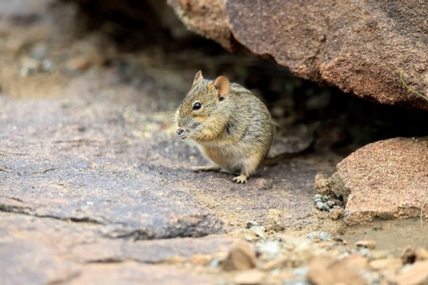 Typical striped grass mouse (Lemniscomys striatus), adult, alert, feeding, Mountain Zebra NP,