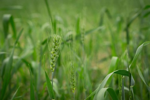 Close-up of young, green wheat plants in a field. The image focuses on the developing grains and