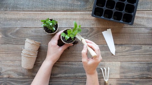 Hands transferring a seedlings into a biodegradable pot, symbolizing growth and gardening