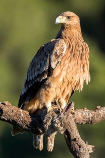 Spanish Imperial Eagle (Aquila adalberti) juvenile perched on a branch, Andalusia, Spain
