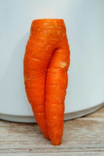 Carrot (Daucus carota subsp. sativus), funny carrot in the shape of trousers, carrot trousers,