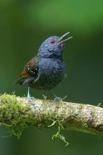 Dull-mantled Antbird (Sipia laemosticta) perched on a branch in Panama